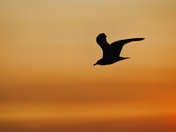 Encre embrasée / Blazing ink