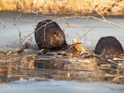 Dinner for two on the ice