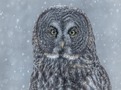 Great Grey Winter Portrait 