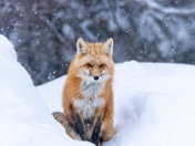 A perfect winter moment 