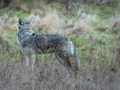 Coyote Hunts