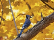 Bluejay