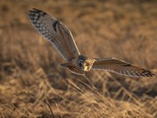 Stealth Hunter: Short-eared Owl