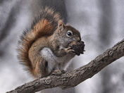 Red Squirrel
