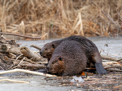 Engineers of the Earth