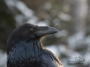 Common Raven in Golden Light