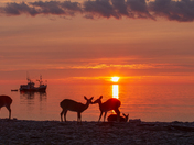 Deer and lobster boat at sunrise, Anticosti Island
