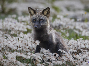 Cross fox in the flowers, Anticoisti Island