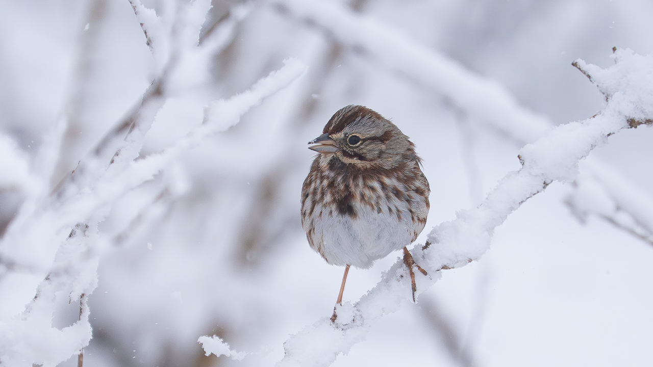 This song sparrow must be wondering what the heck is this white stuff! 