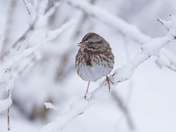 This song sparrow must be wondering what the heck is this white stuff! 