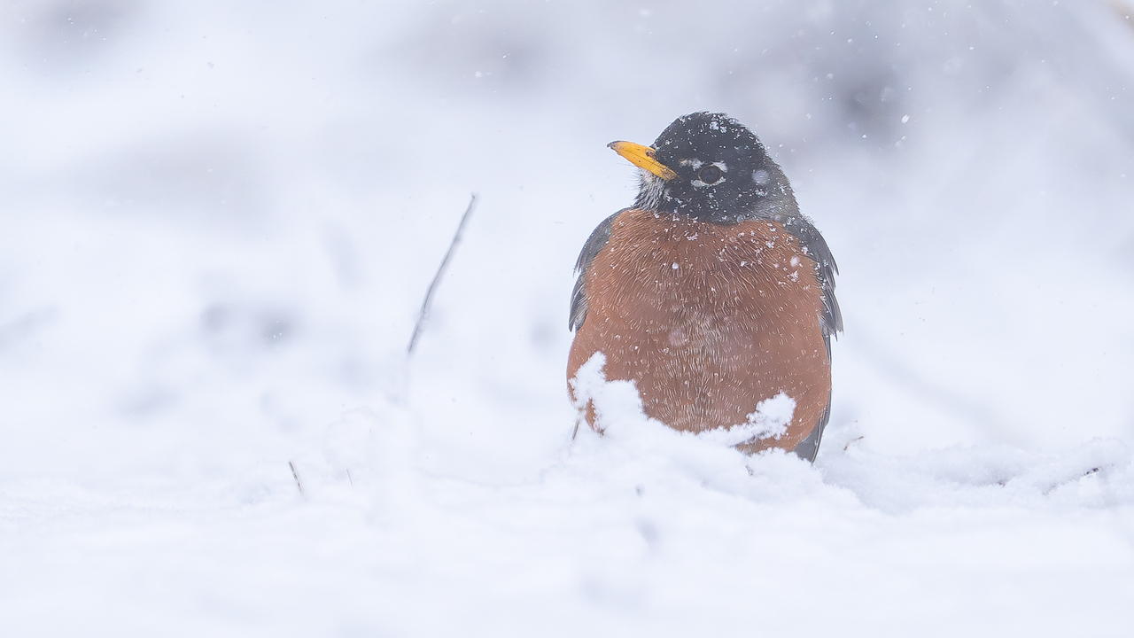 Robin in today's heavy snowfall 
