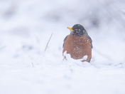 Robin in today's heavy snowfall 