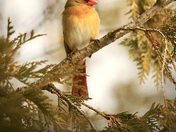 Mrs. Cardinal