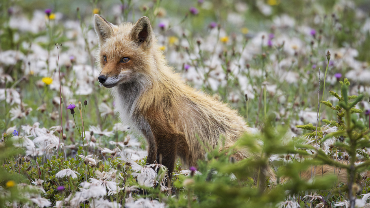 Young red fox and wild flowers