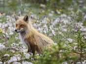 Young red fox and wild flowers