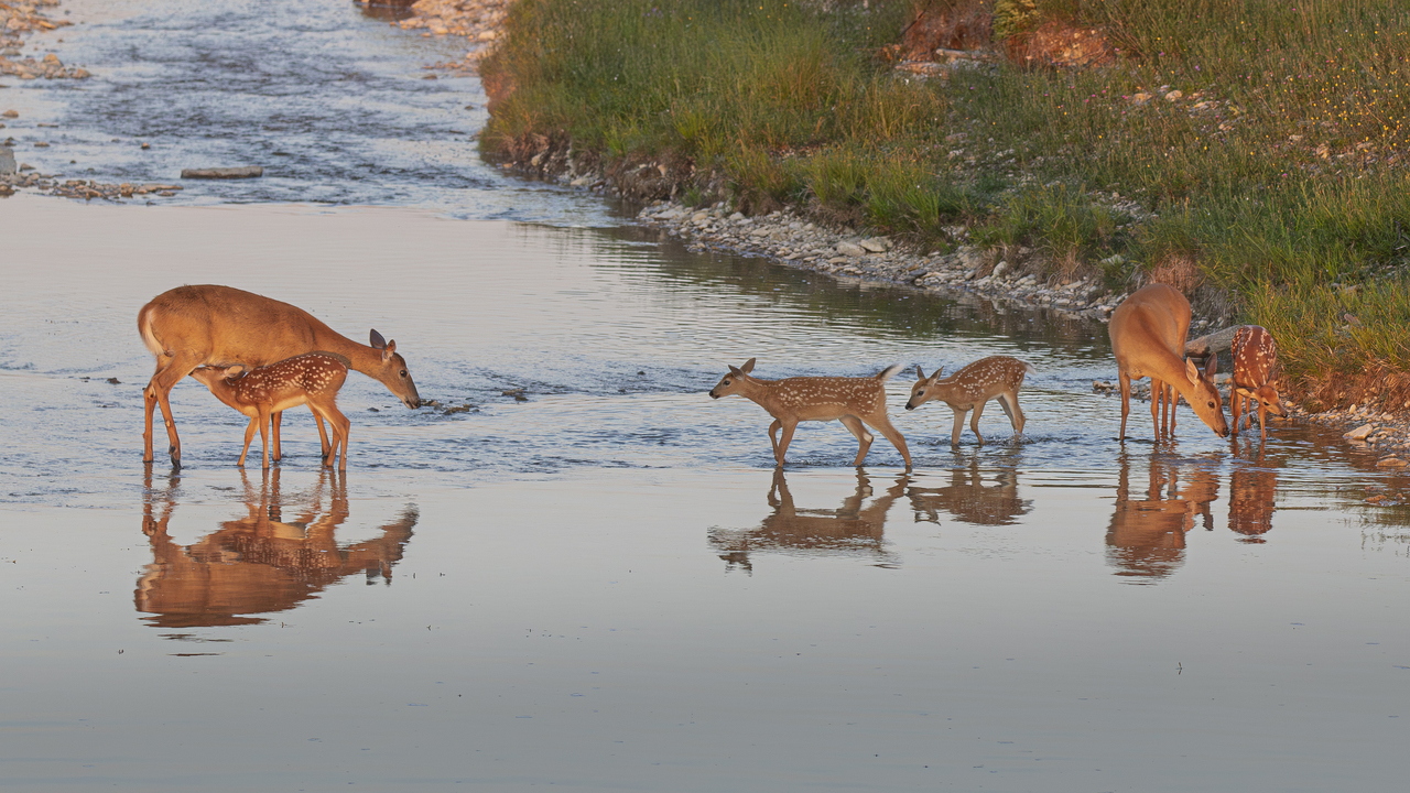 Does and fawn in a stream, Anticosti Island