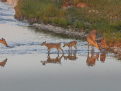 Does and fawn in a stream, Anticosti Island