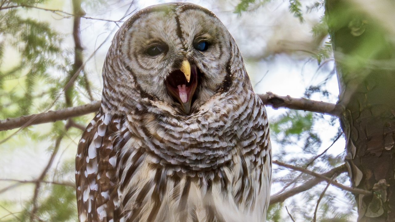 Yawning Barred Owl