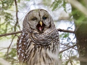 Yawning Barred Owl