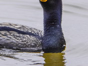 Cormorant