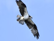 Osprey