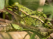 Northern Leopard Frog