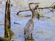 Great Blue Heron