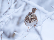 Song sparrow in March snowfall 