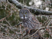 Great Grey Owl After an Ice Storm 