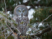 Great Grey Owl 