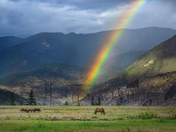 Horses at the end of the Rainbow
