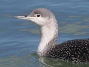 Red-throated Loon portrait 
