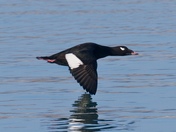 White-winged Scoter in flight