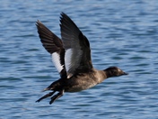 White-winged Scoter in flight