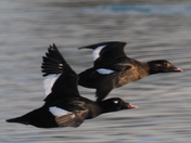 White-winged Scoter in flight