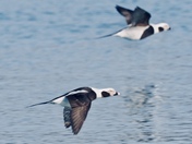 Long-tailed Ducks