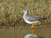 Lesser Yellowlegs 