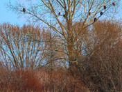 A Tree Full of Wings