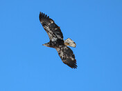 Juvenile Bald Eagle