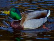 Paddling The Backwater