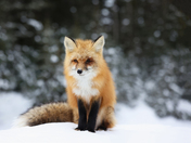 Guess I'm the Model Today