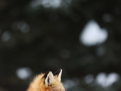 Do You Hear What I Hear?