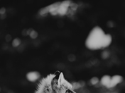 I Spy With My One Eye