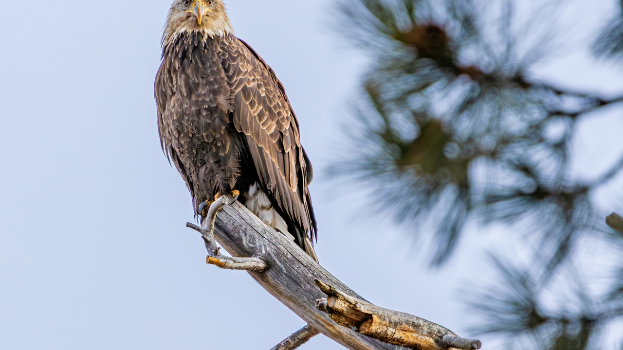 Here's Looking At You