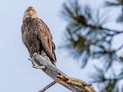 Here's Looking At You