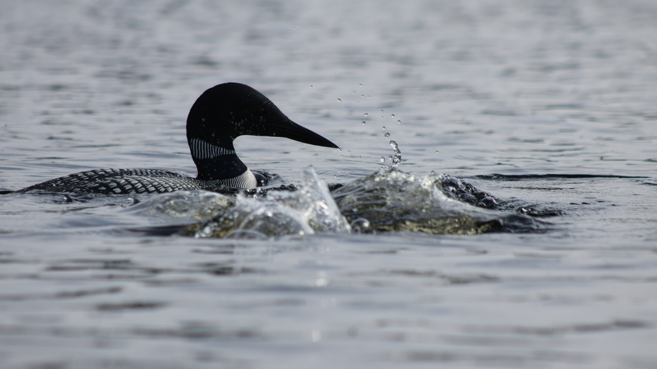 Silhouette des courants / Silhouette of the currents