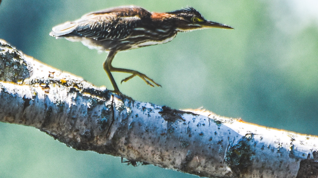 Green Heron