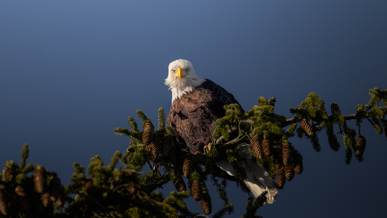 Bald Eagle