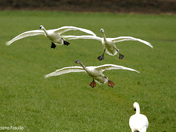 Swan Flight Path