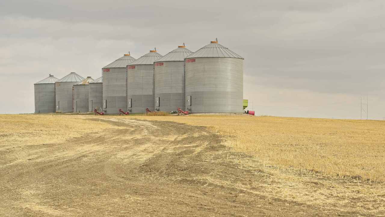 harvest leftovers IV